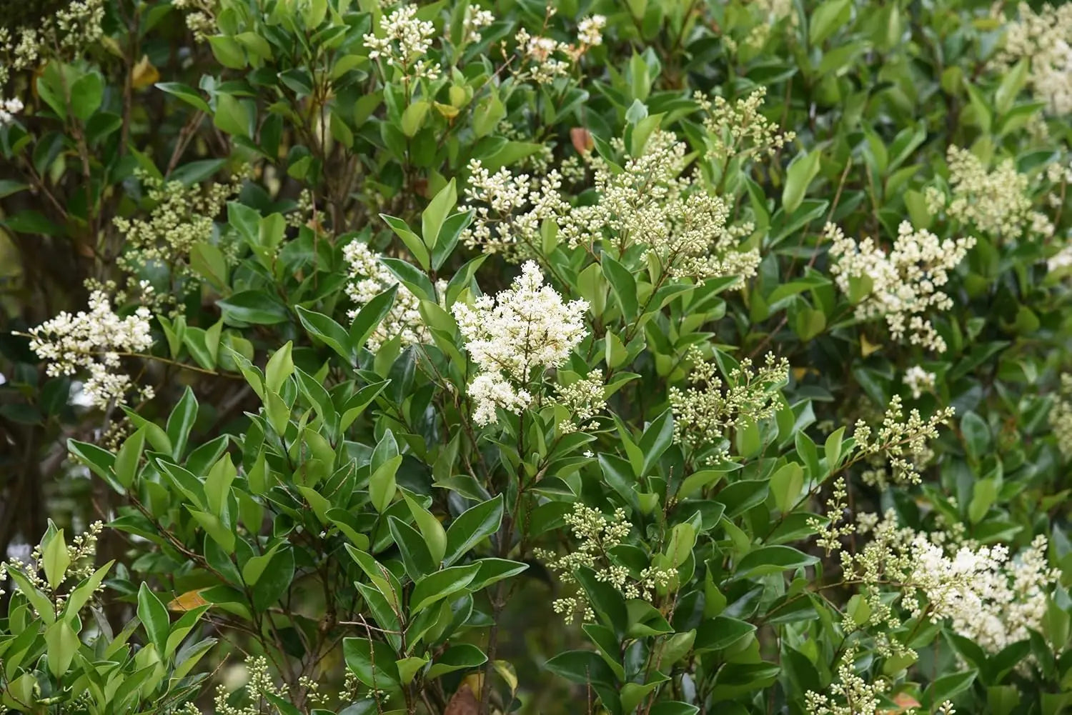 Bright green Ligustrum lucidum Gehölz von Stauden Gänge mit glänzenden Blättern, ideal für Hecken und Gartenbereiche.