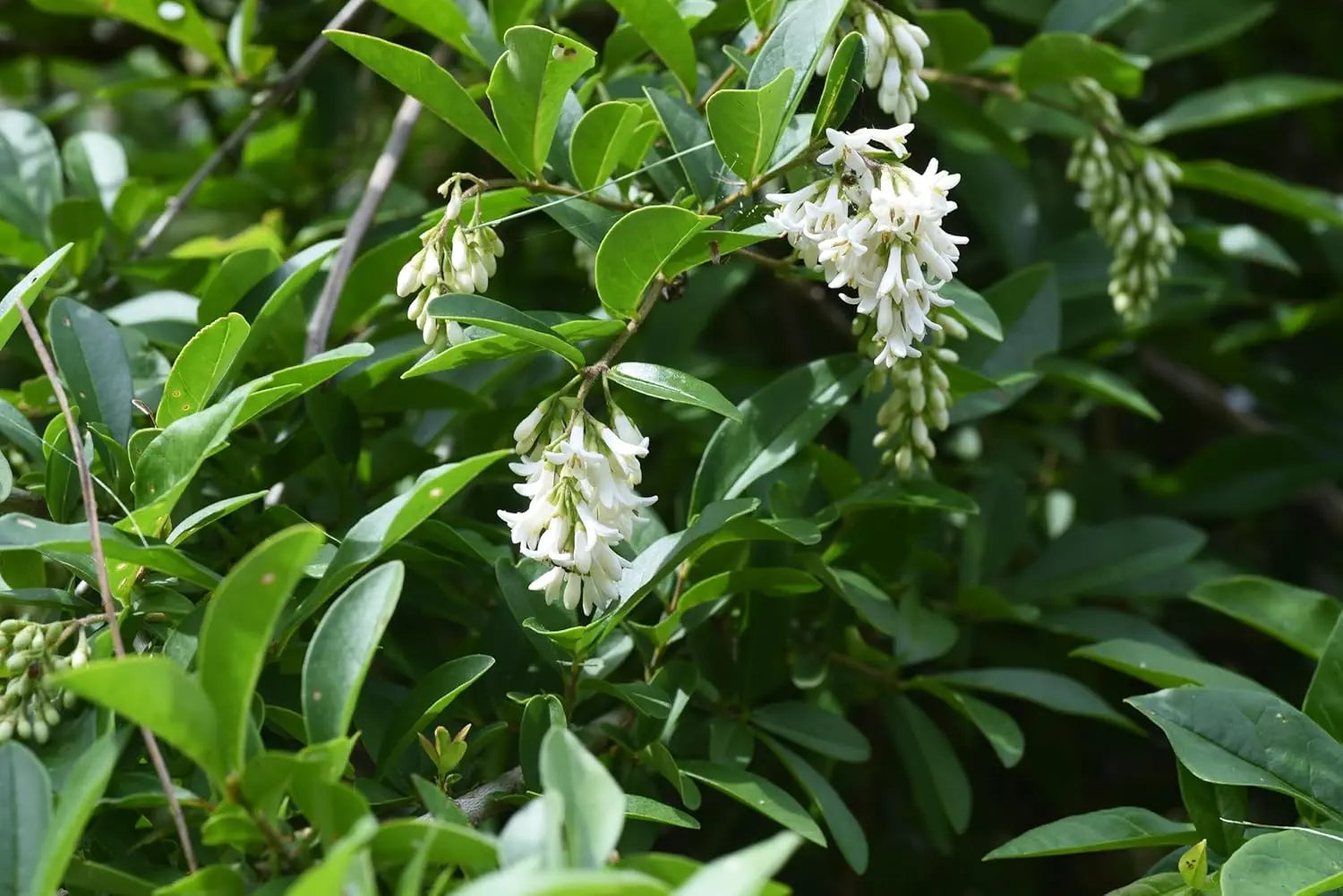 Buschiger Liguster (Ligustrum obtusifolium var. regelianum) Gehölz von Stauden Gänge mit dichtem Laub und Ästen