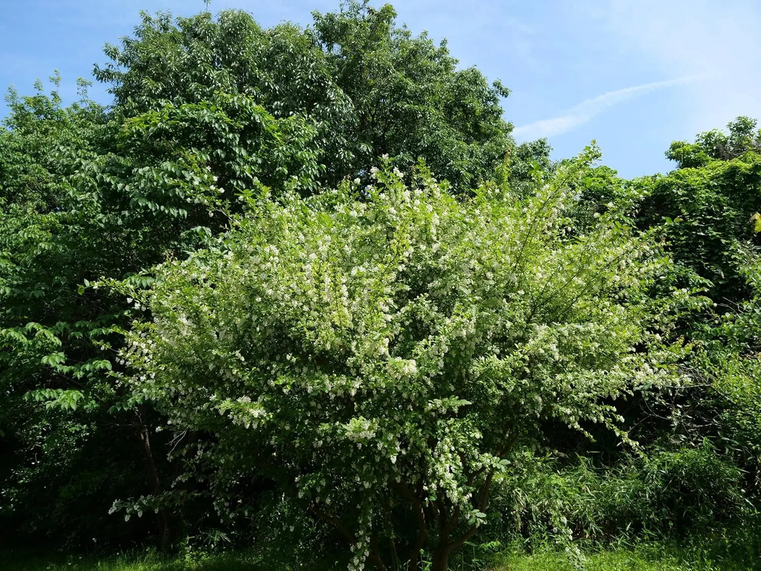 Buschiger Liguster, Ligustrum obtusifolium var. regelianum, Gehölz, Stauden Gänge, grüne Blätter und strauchige Form sichtbar