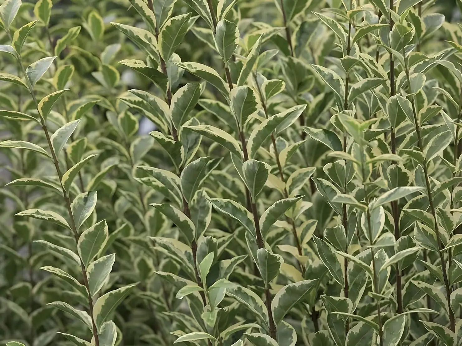 Weißbunter Liguster Ligustrum ovalifolium 'Argenteum' als Gehölz mit silber-weißen Blättern, von Stauden Gänge.