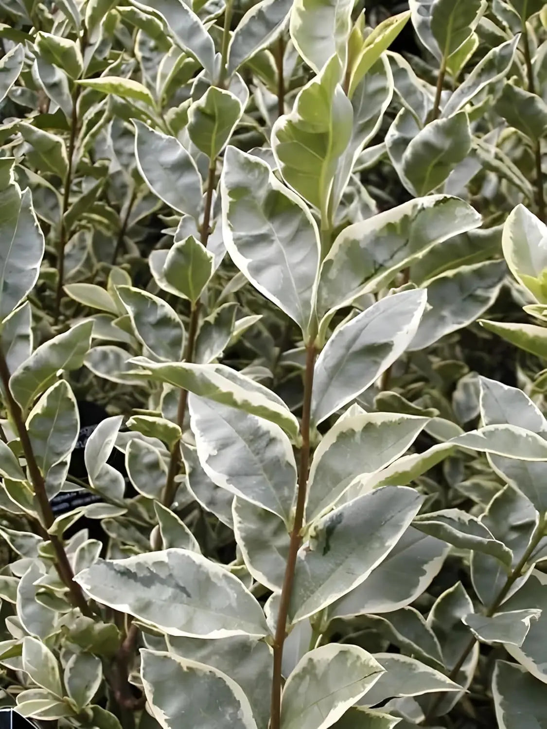 Weißbunter Liguster Ligustrum ovalifolium 'Argenteum' als Gehölz mit silber-weißem Laub, von Stauden Gänge.