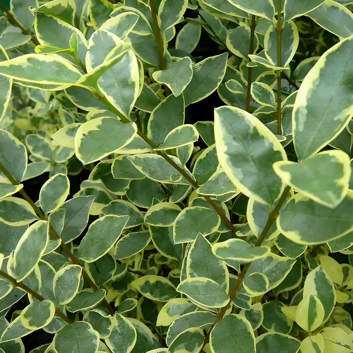 Weißbunter Liguster Ligustrum ovalifolium 'Argenteum', lebhaftes Gehölz mit silberweißen Blättern, im Garten.