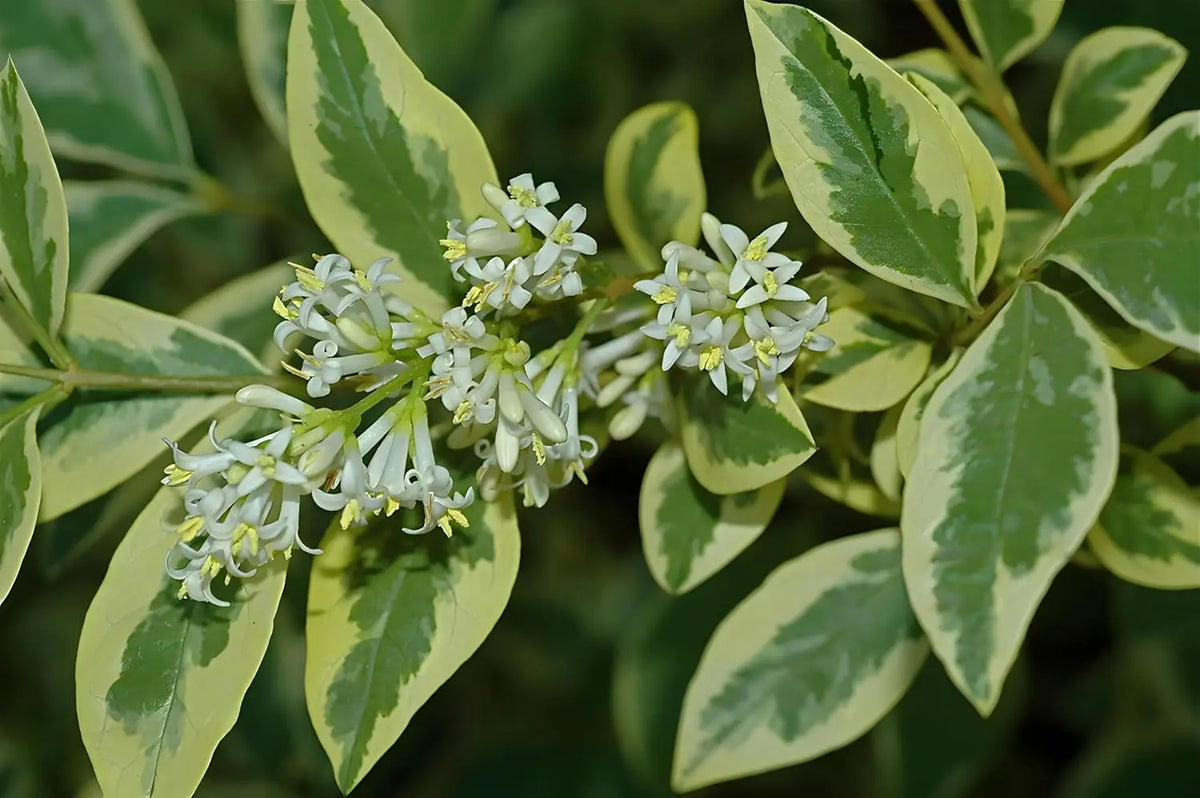 Weißbunter Liguster Ligustrum ovalifolium 'Argenteum' als Gehölz mit silberweißen Blättern, von Stauden Gänge.