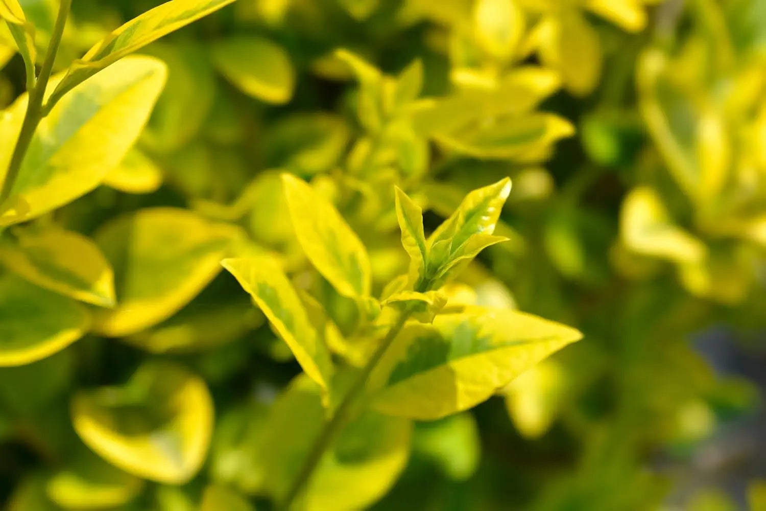 Gelber Liguster 'Aureum' als Gehölz, Stauden Gänge, mit grünen und goldgelben Blättern, dekoratives Gartenpflanzenbild