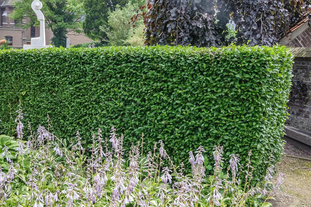 Ovalblättriger Liguster 'Green Diamond' von Stauden Gänge, grünes Gehölz mit ovalen Blättern, ideal für Hecken und Beete.