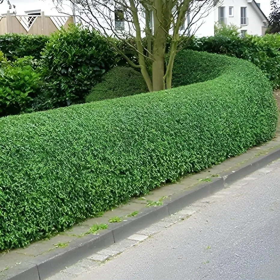Ovalblättriger Liguster 'Green Diamond' vom Markenhersteller Stauden Gänge, dichter Strauch mit ovalen Blättern.