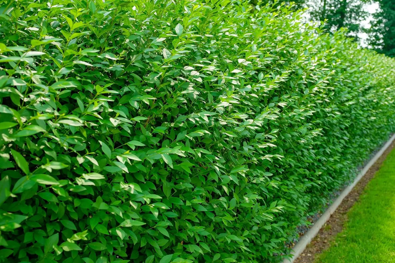 Schwarzgrüner Liguster, Ligustrum vulgare 'Atrovirens', Gehölz mit dunkelgrünen Blättern, im Garten bei Stauden Gänge.