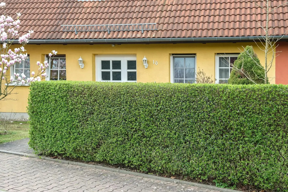 Schwarzgrüner Liguster Ligustrum vulgare 'Atrovirens' als Gehölz, grünes Laub, dichter Strauch, bei Stauden Gänge.