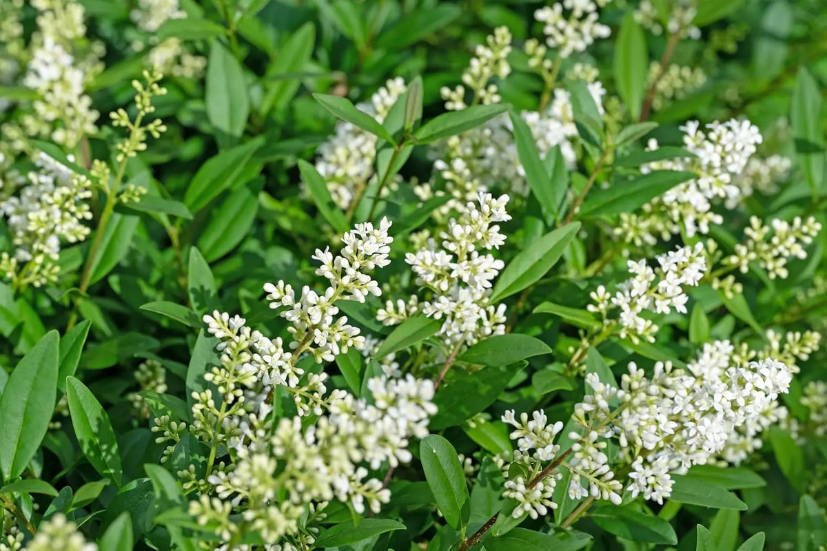 Schwarzgrüner Liguster Ligustrum vulgare 'Atrovirens' als Gehölz, grüne Blätter, im Garten bei Stauden Gänge.