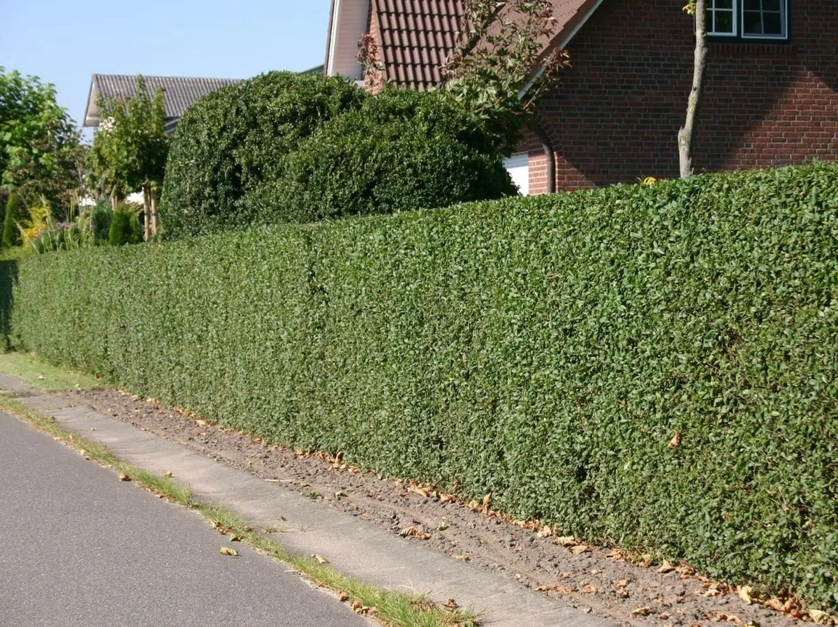 Schwarzgrüner Liguster (Ligustrum vulgare 'Atrovirens') Gehölz von Stauden Gänge, dicht belaubter Strauch mit dunklen Blättern