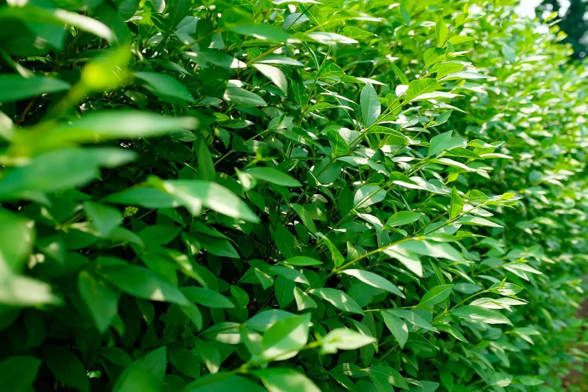 Schwarzgrüner Liguster Ligustrum vulgare 'Atrovirens' als Gehölz, grüne Blätter, dichter Strauch, Stauden Gänge.