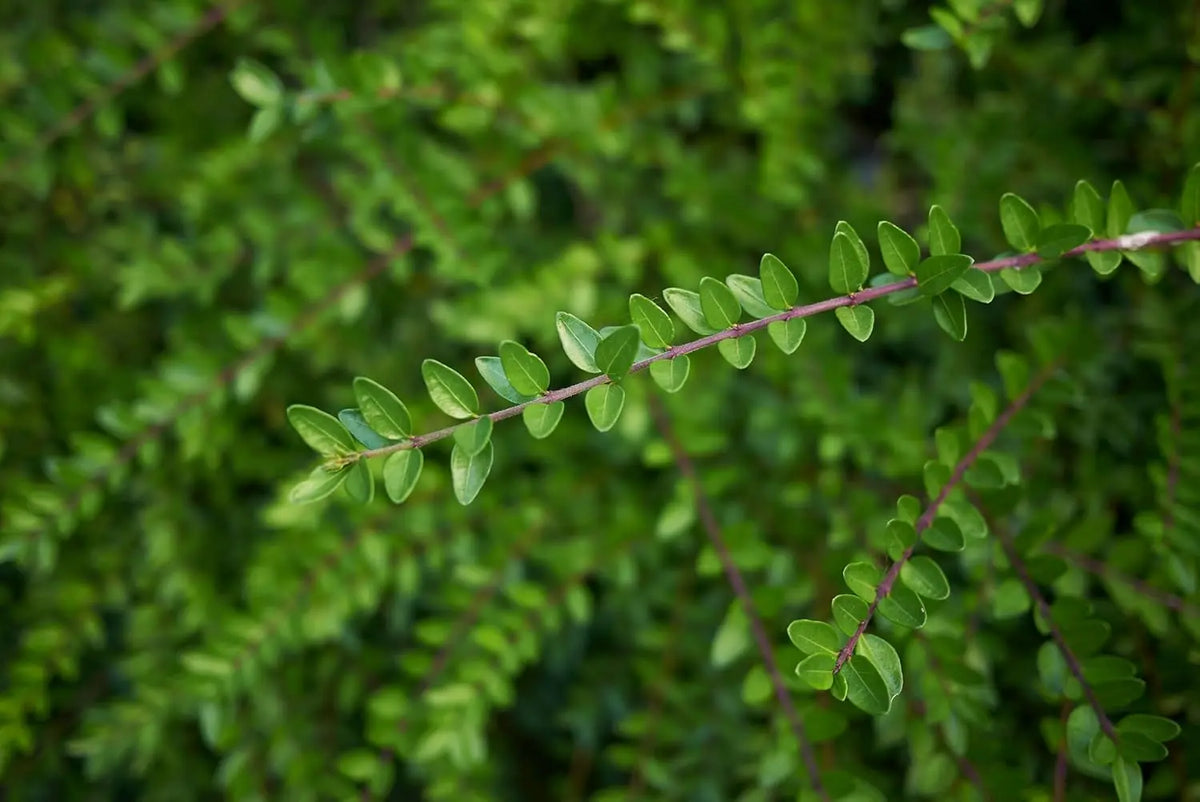 Lonicera nitida 'Elegant' Gehölz, Heckenmyrthe von Stauden Gänge, dichtes grünes Laub, ideal für Hecken und Bodendecker
