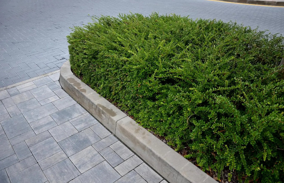 Lonicera nitida Gehölz, Heckenmyrthe, grüne Laubhecke, Stauden Gänge, dekoratives Gartenpflanzenbild