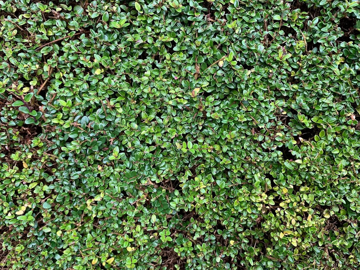 Lonicera nitida Heckenmyrthe Gehölz, grünes Laub und kompakte Wuchsform, von Stauden Gänge.