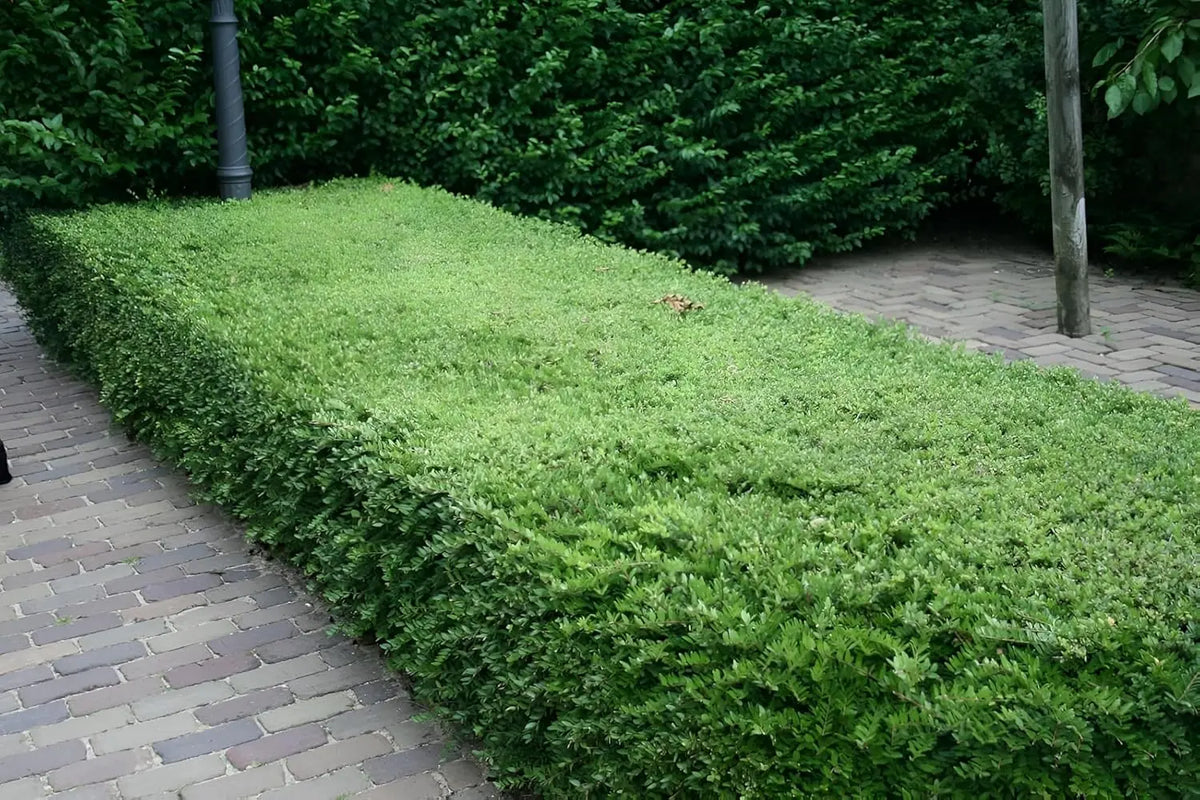 Lonicera nitida 'Maigrün' Heckenmyrthe als Gehölz, grüne Blätter und buschige Form, von Stauden Gänge.