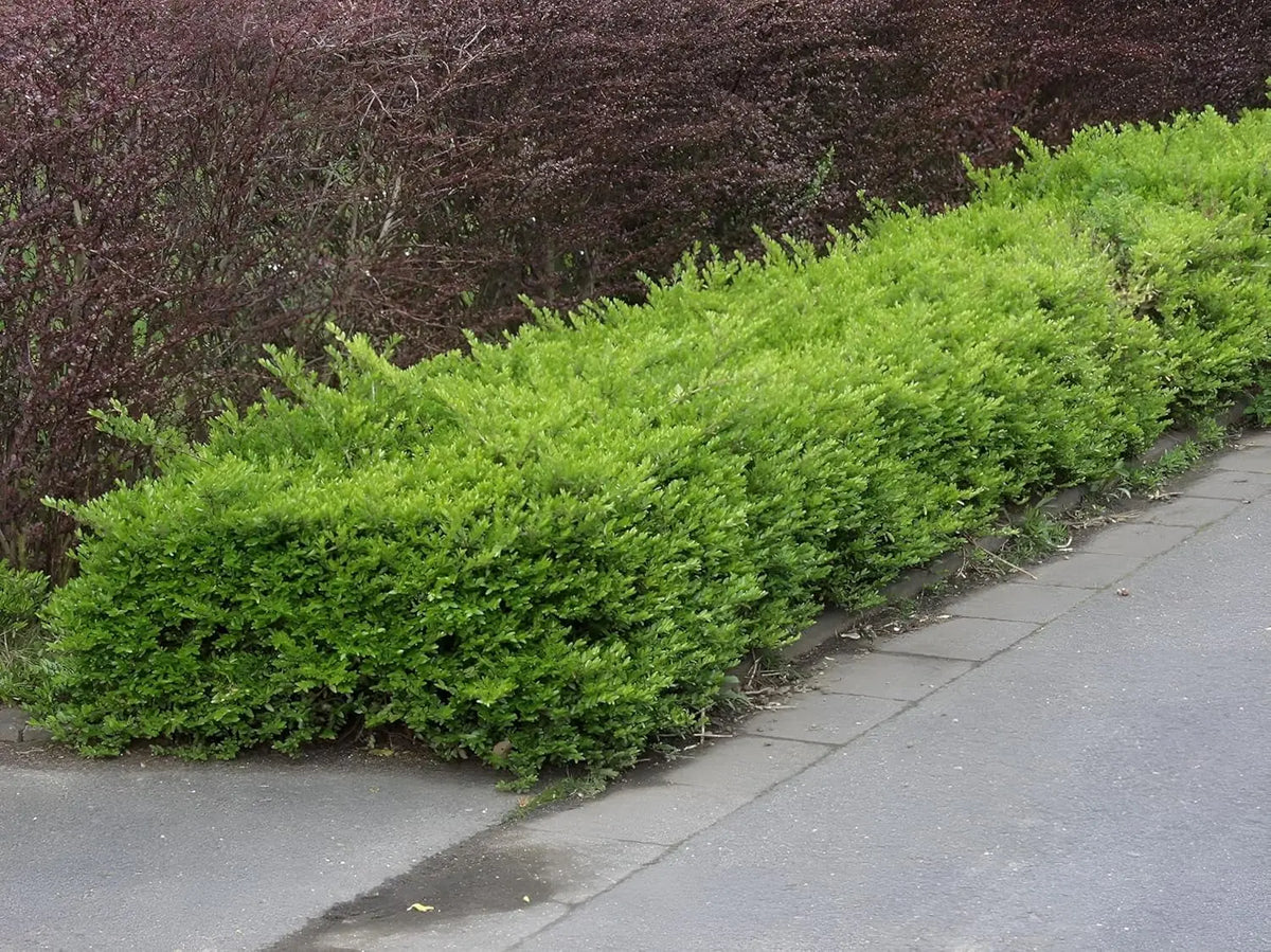 Lonicera nitida 'Maigrün‘ Heckenmyrthe, grünes Gehölz mit kleinen Blättern, Stauden Gänge, perfekt für Hecken und Begrünung