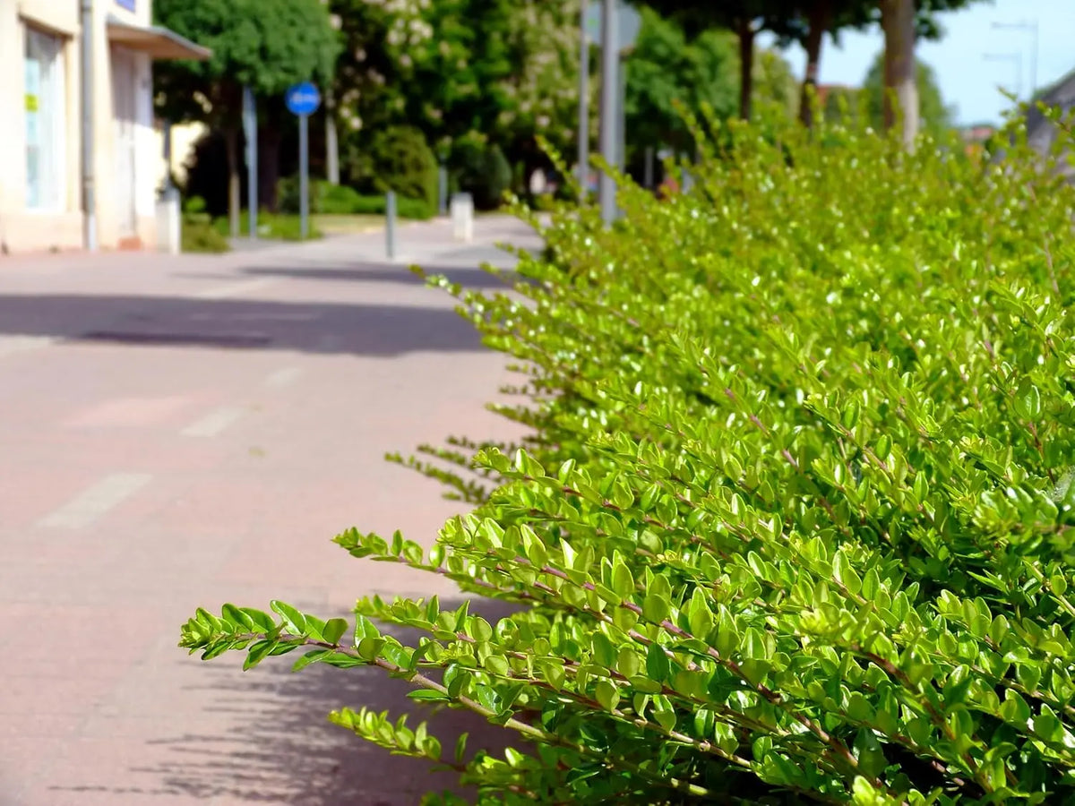 Lonicera nitida 'Maigrün' Gehölz, Heckenmyrthe, grünes Laub, immergrünes Ziergehölz, von Stauden Gänge