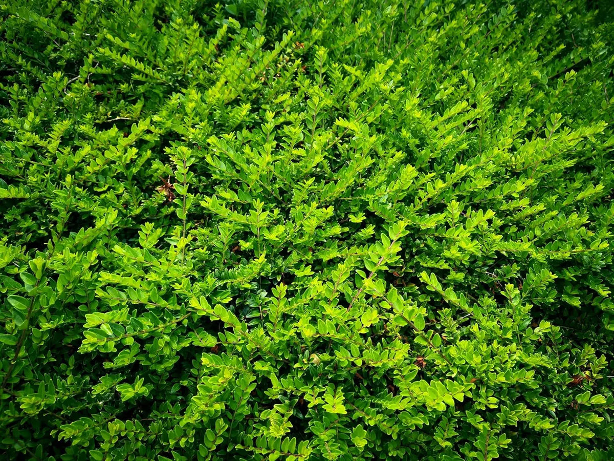 Lonicera nitida 'Maigrün‘, Heckenmyrthe, grünes Gehölz, dicht wachsend, für Hecken und Gartengestaltung.