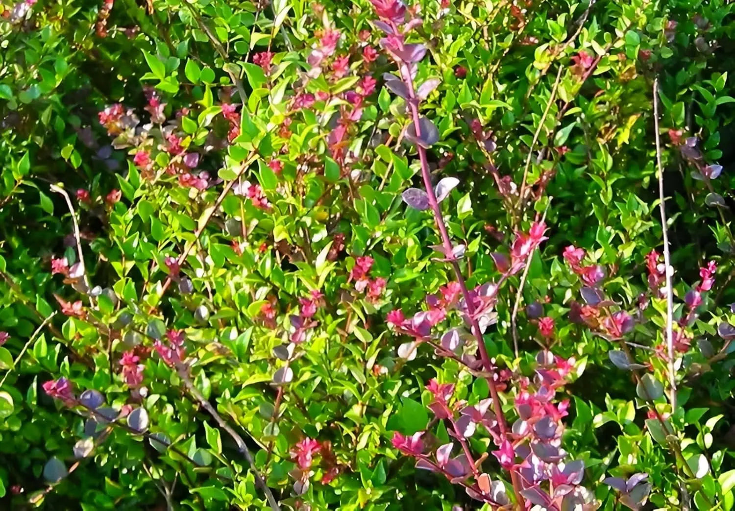 Lonicera nitida 'Red Tips‘, Heckenmyrthe, grünes Gehölz mit roten Spitzen, dichter Strauch, Stauden Gänge, Gartenpflanze