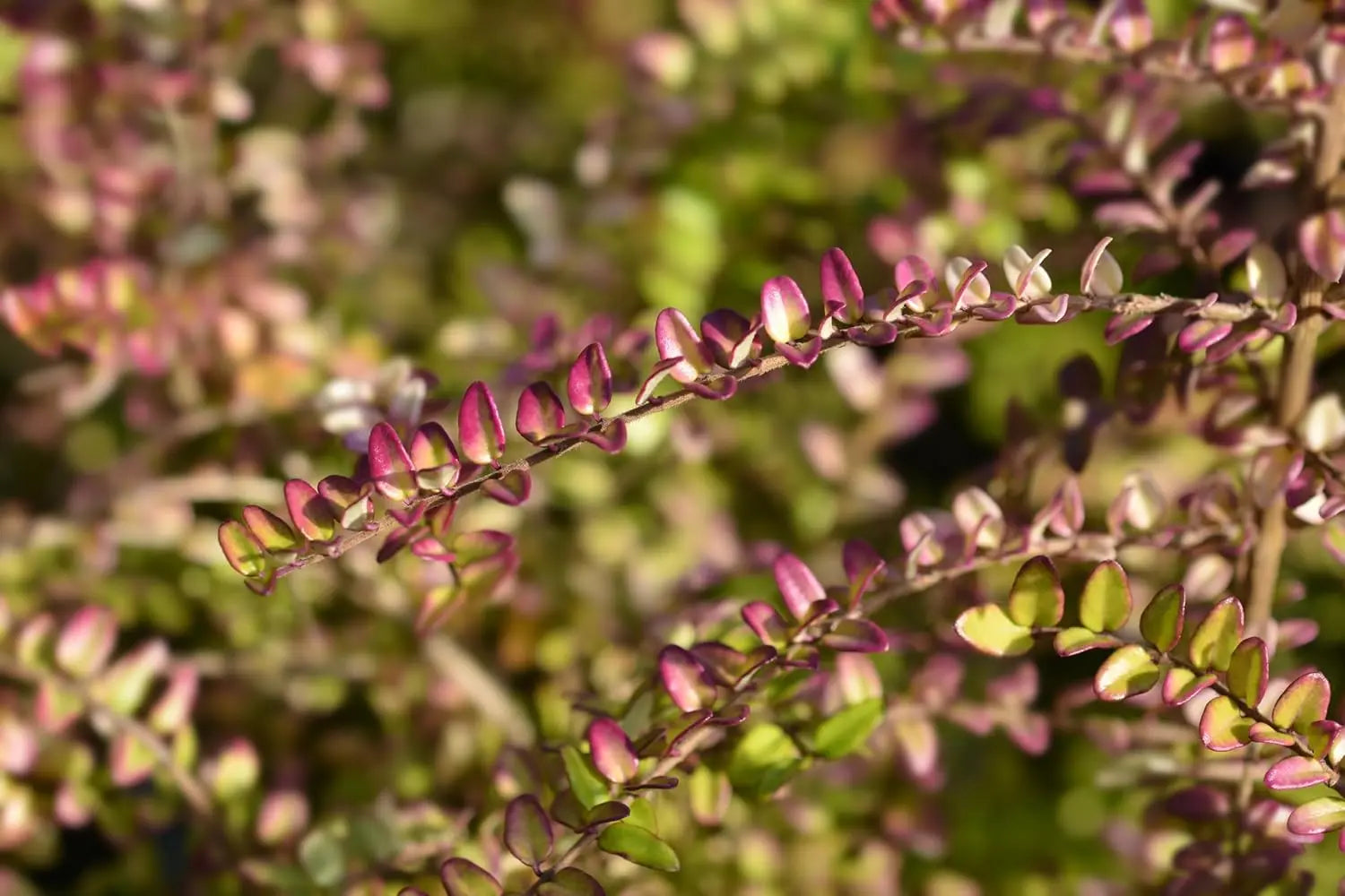 Lonicera nitida 'Red Tips', Heckenmyrthe, grünes Gehölz mit roten Spitzen, dichter Strauch, natürlich wachsend, bei Stauden Gänge