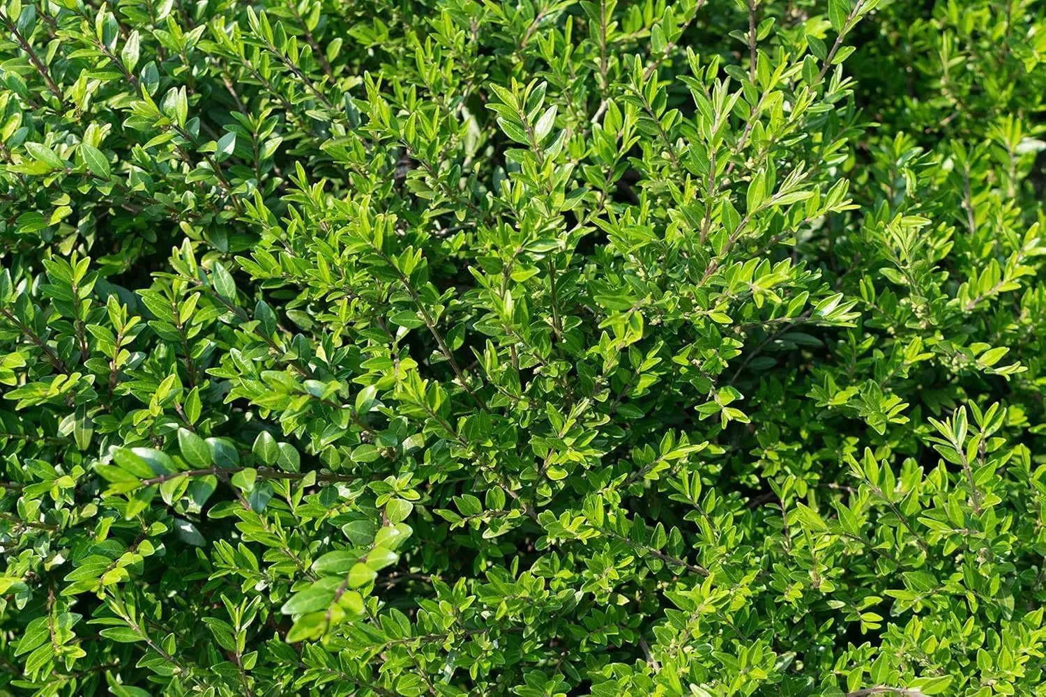 Lonicera pileata, Böschungsmyrthe, ein grünes Gehölz von Stauden Gänge, mit dichten Blättern und buschigem Wuchs