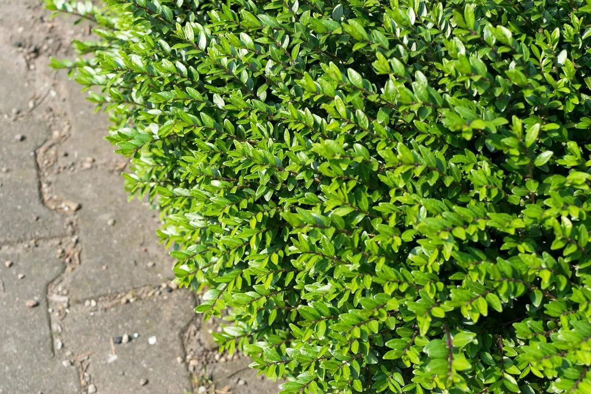 Lonicera pileata, Gehölz von Stauden Gänge, dichtes, immergrünes Buschgehölz mit grünen Blättern und kompaktem Wuchs.