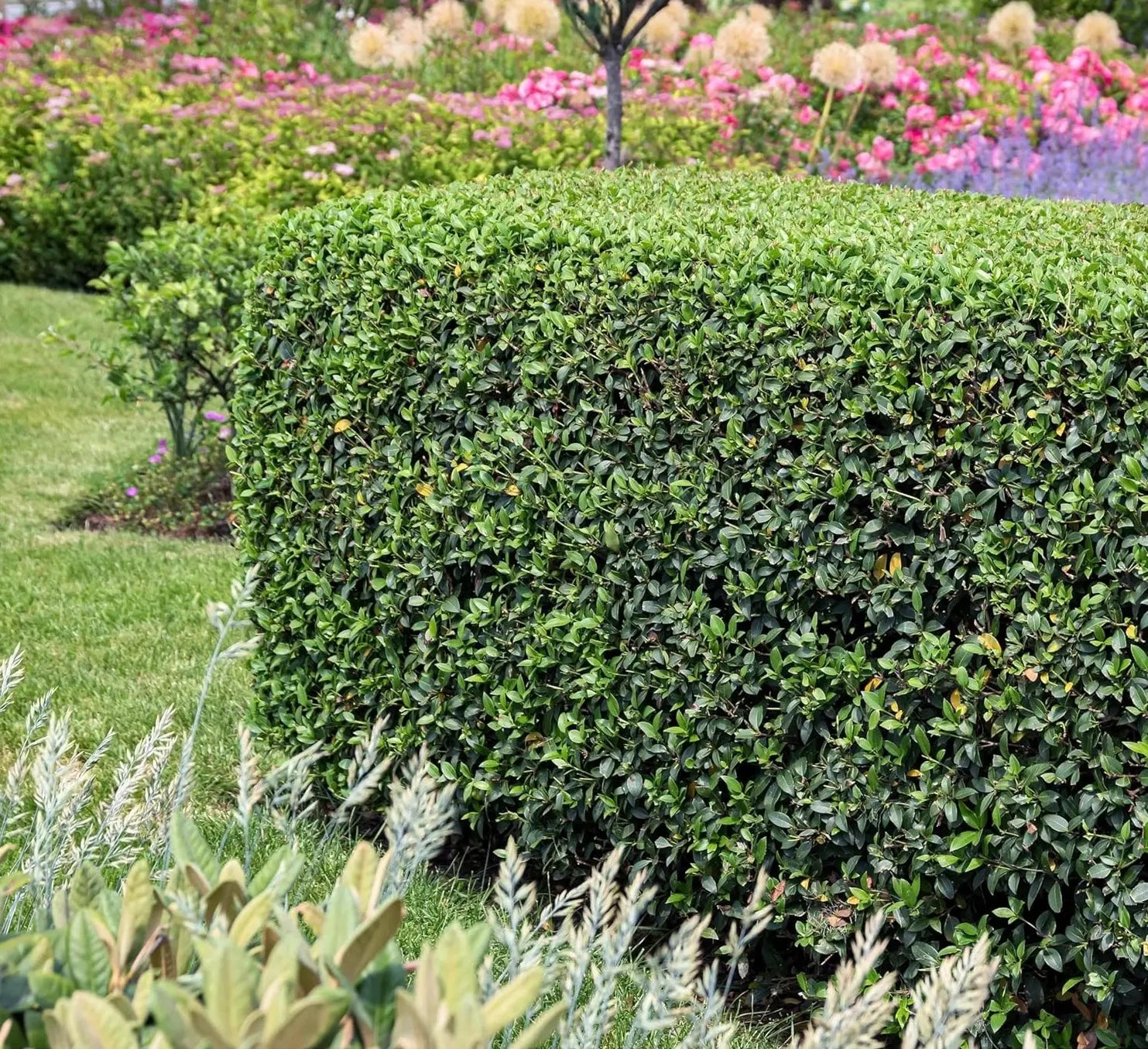 Osmanthus burkwoodii Gehölz mit weißen Blüten, Frühlingsduftblüte, Stauden Gänge, natürliche Gartenpflanze
