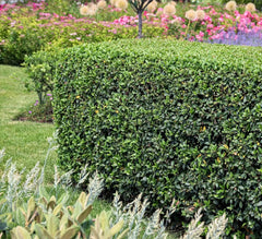 Osmanthus burkwoodii Gehölz mit weißen Blüten, Frühlingsduftblüte, Stauden Gänge, natürliche Gartenpflanze