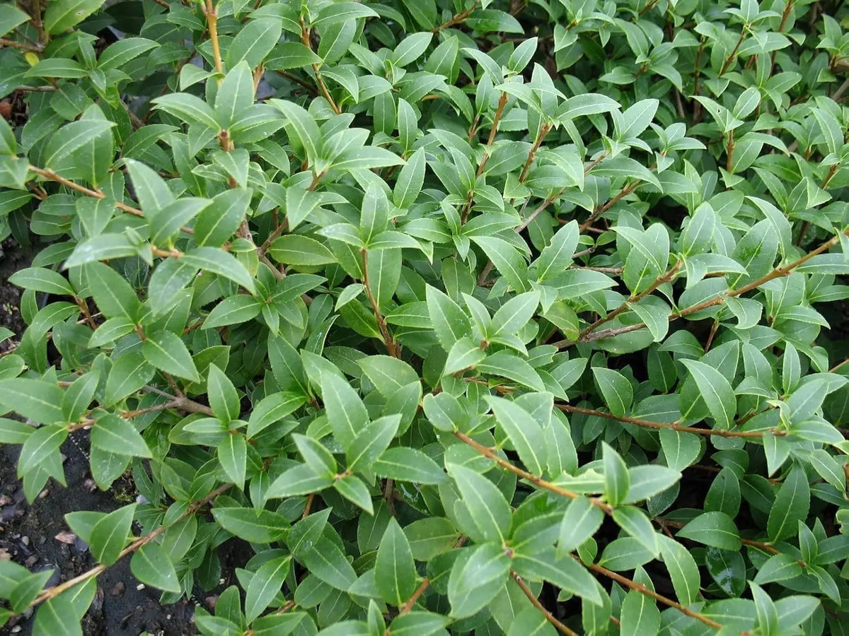 Osmanthus burkwoodii Gehölz mit weißen Blüten, Frühlingsduftblüte, Stauden Gänge Gartenpflanze, Nahaufnahme