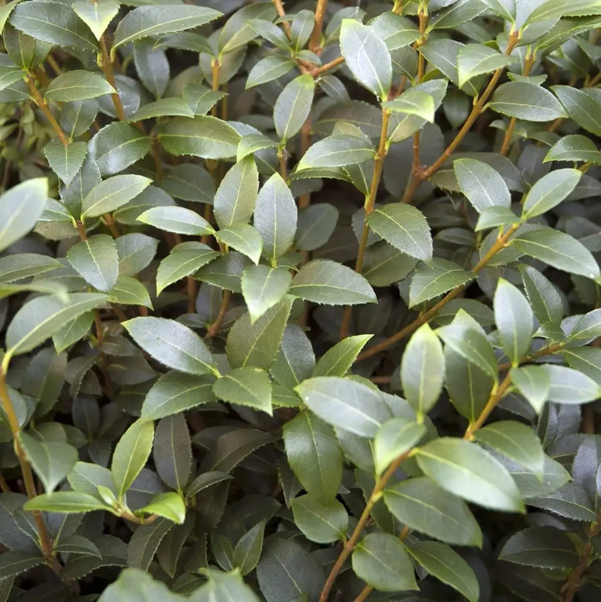 Osmanthus burkwoodii Gehölz mit weißen Blüten, Frühlingsduftblüte, von Stauden Gänge, im Garten.