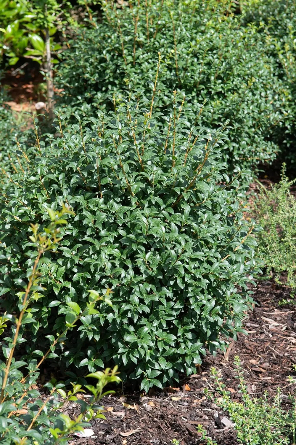 Osmanthus burkwoodii Gehölz mit grünen Blättern und weißen Blüten, Frühlingsduftblüte, Stauden Gänge.