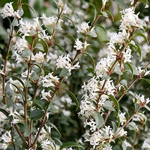 Osmanthus burkwoodii Gehölz mit weißen Frühlingsblüten, Stauden Gänge, duftend und immergrün für Garten und Balkon