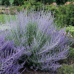 Blühende Stauden Gänge Perovskia atriplicifolia 'Blue Spire' Blauraute als Gehölz mit silbrigen Blättern und blauen Blüten.