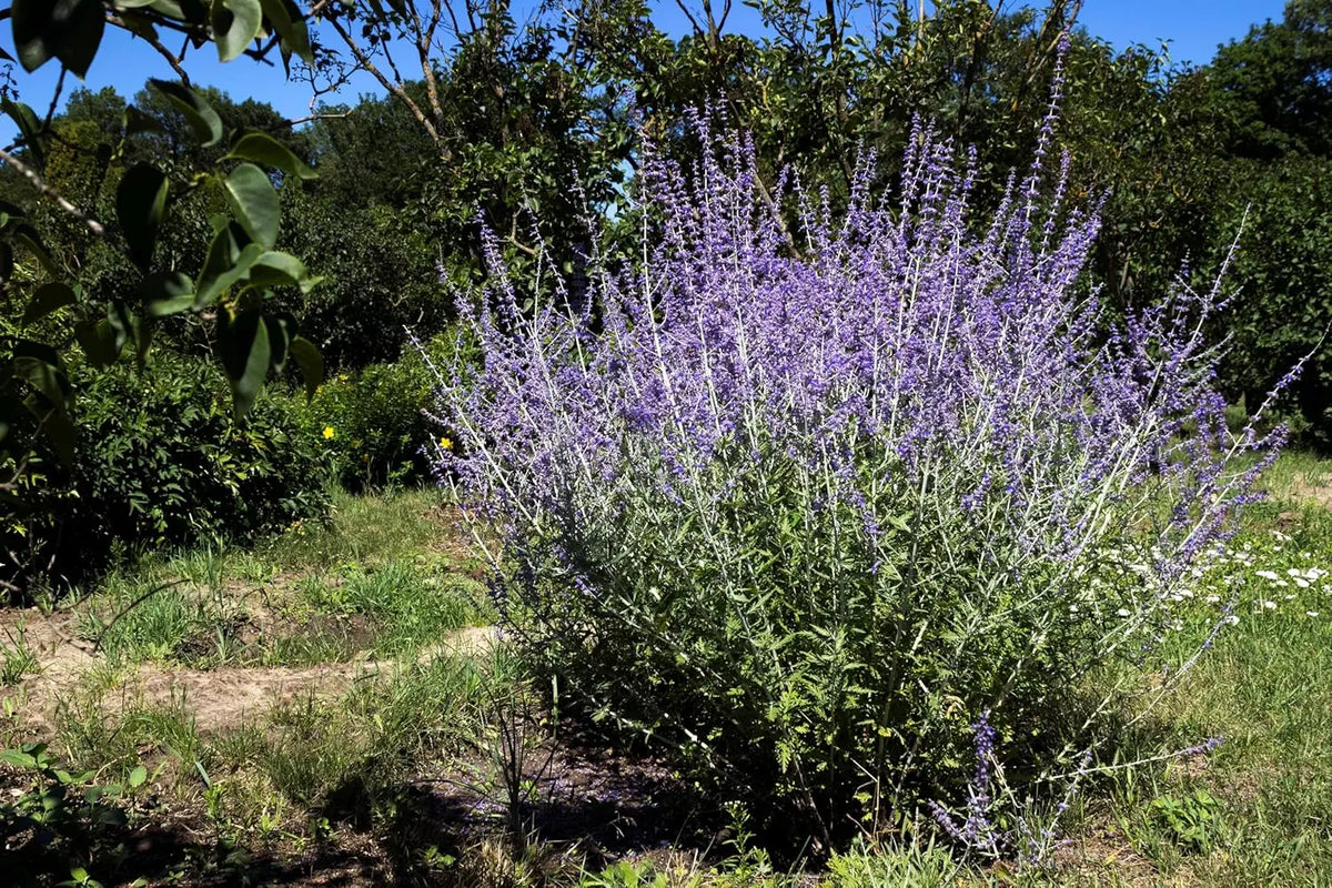 Gehölz Perovskia atriplicifolia 'Blue Spire' – Blauraute mit silbrigen Blättern und blauen Blüten, Stauden Gänge, natürliche Pflanzenansicht