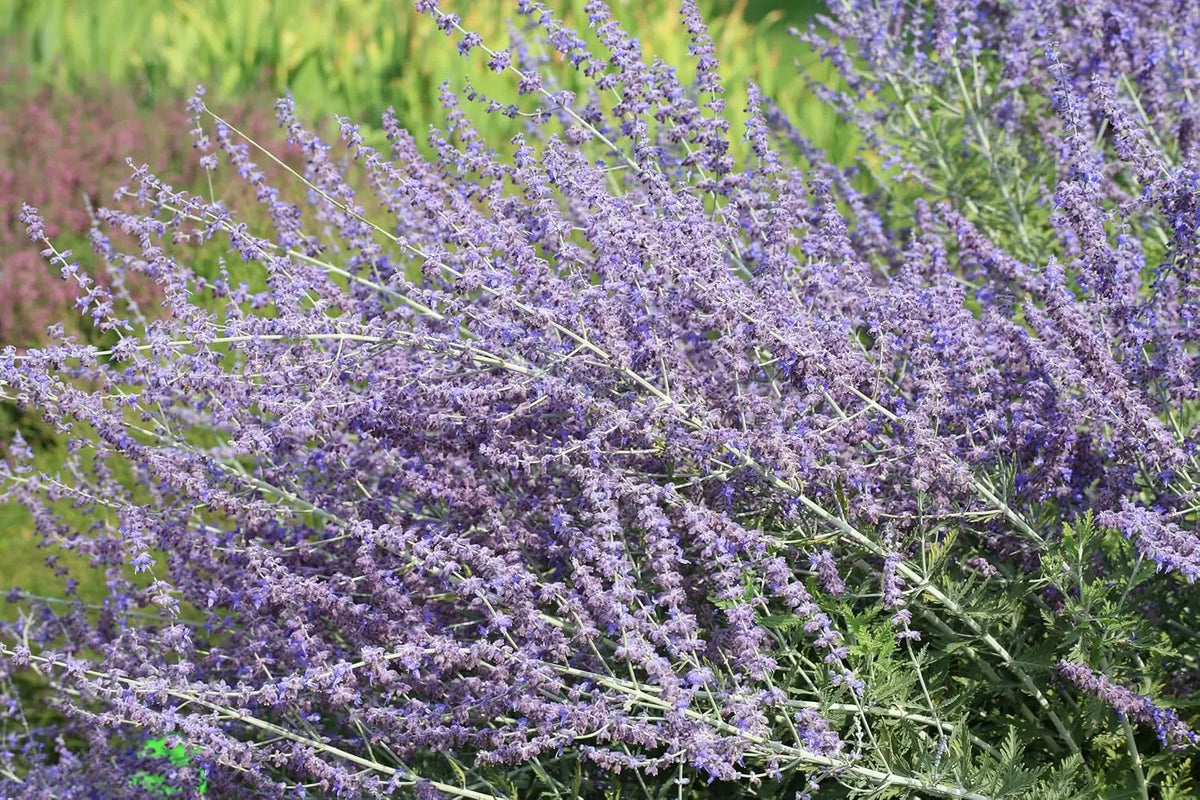 Perovskia atriplicifolia 'Blue Spire' Blauraute, Stauden Gänge Gehölz mit silbrigen, bläulichen Blättern und aufrechten Wuchs.