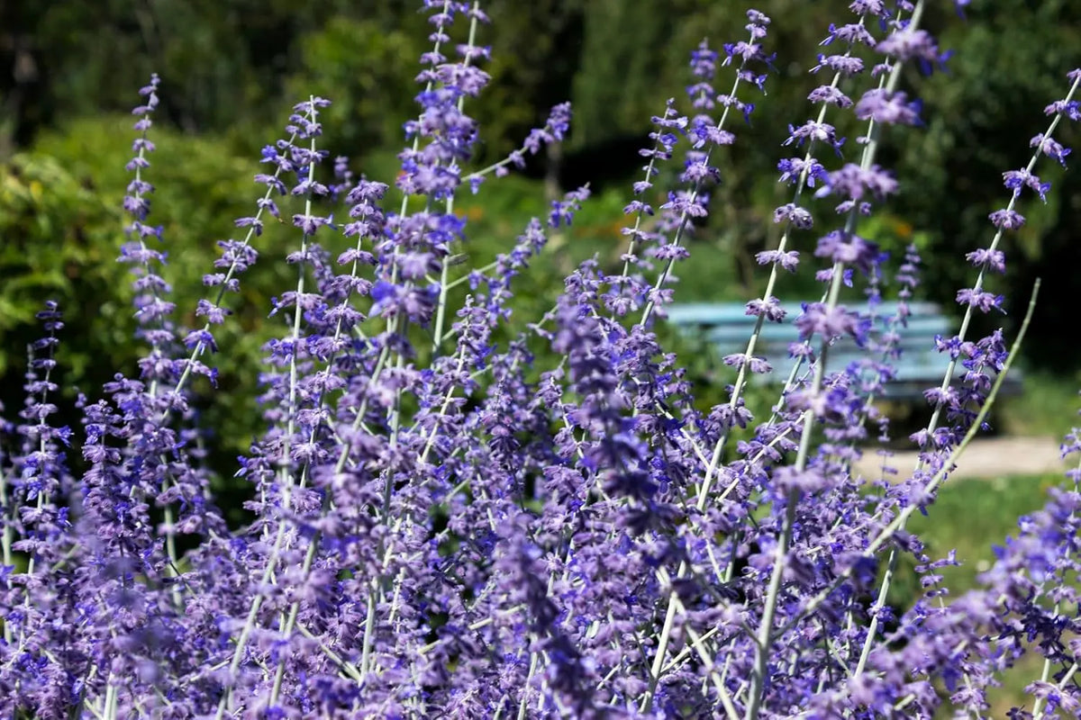 Blauraute Perovskia atriplicifolia 'Blue Spire' als Gehölz mit silbrig-grünen Blättern und blauen Blüten, Stauden Gänge.