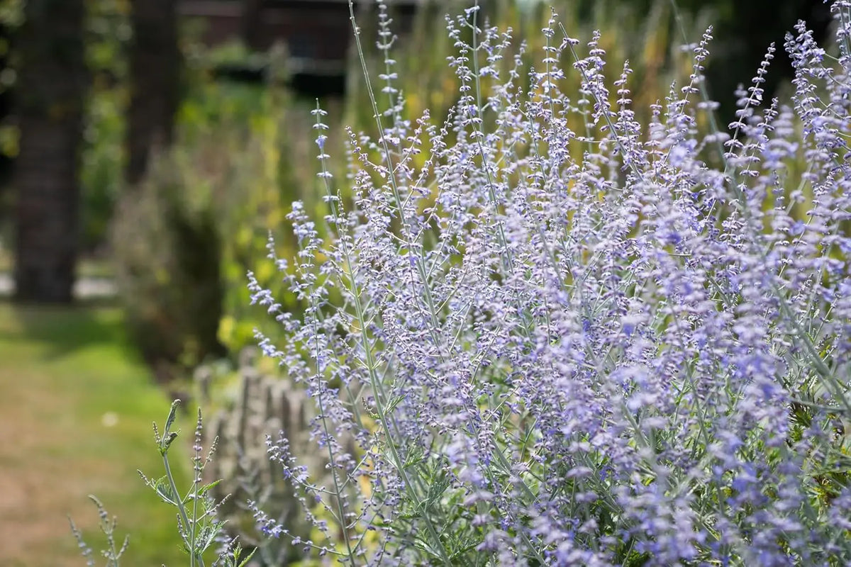 Blauraute Perovskia atriplicifolia 'Blue Spire' als Stauden-Gehölz mit silbrig-grünen Blättern und blauen Blüten.