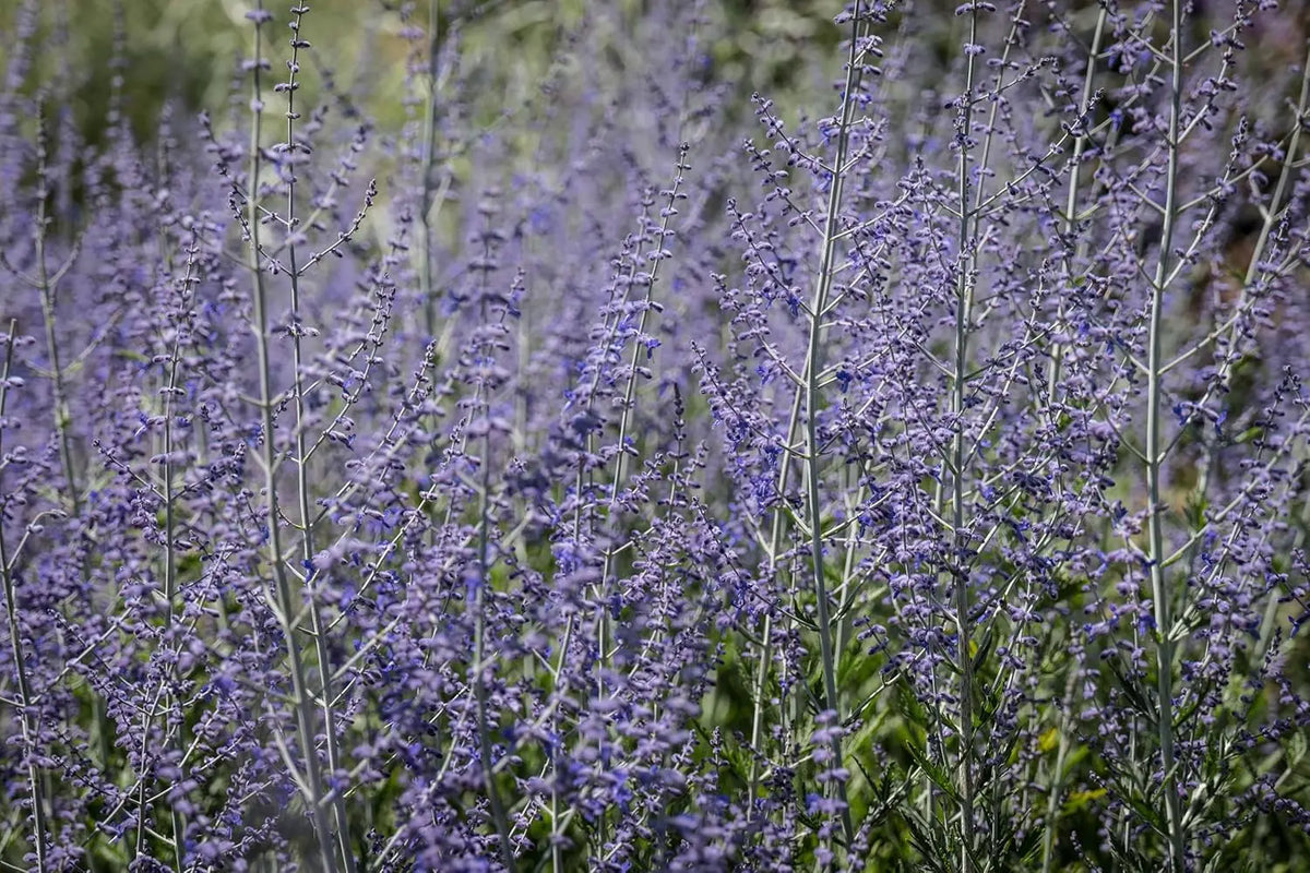 Kleiner blauer Blauraute Perovskia atriplicifolia 'Little Blue Spire' als Gehölz, mit zarten blauen Blüten und silbrigen Blättern.