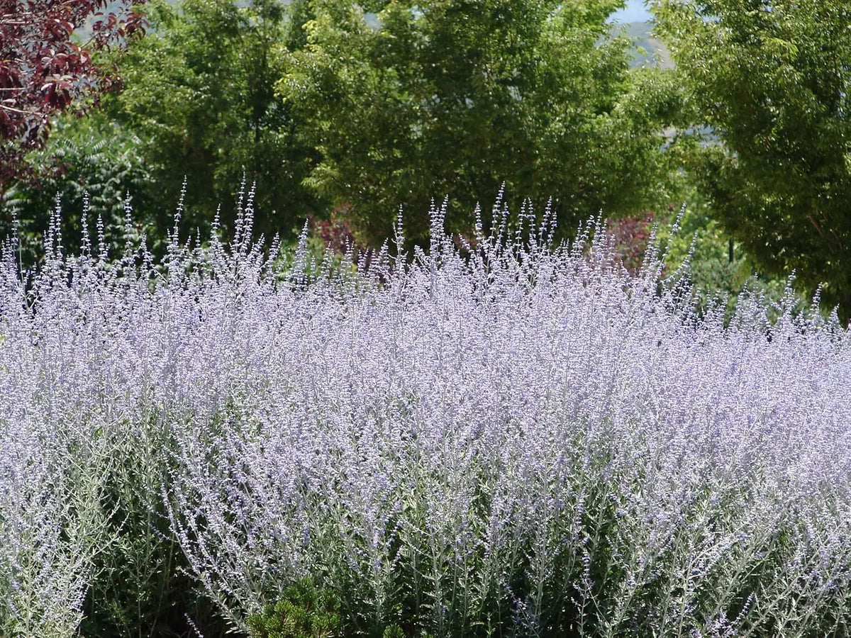 Dürrer, strauchartiger Blauraute Perovskia atriplicifolia 'Little Blue Spire' als Ziergehölz, mit silbrigen Blättern und blauen Blüten