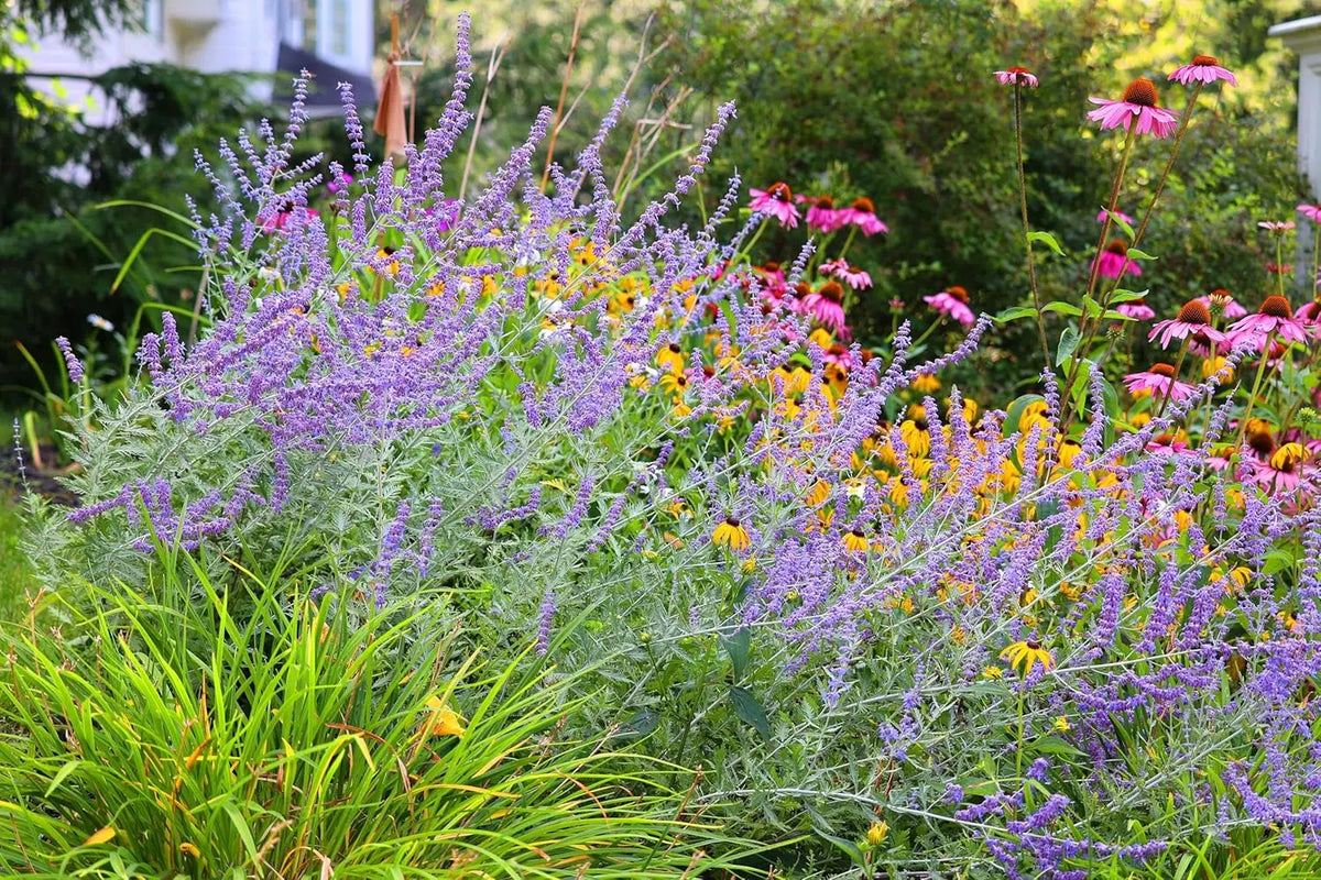 Ziergehölz Perovskia atriplicifolia 'Little Blue Spire' Zwerg Blauraute mit silbrig-grünen Blättern und blauen Blüten, Stauden Gänge.