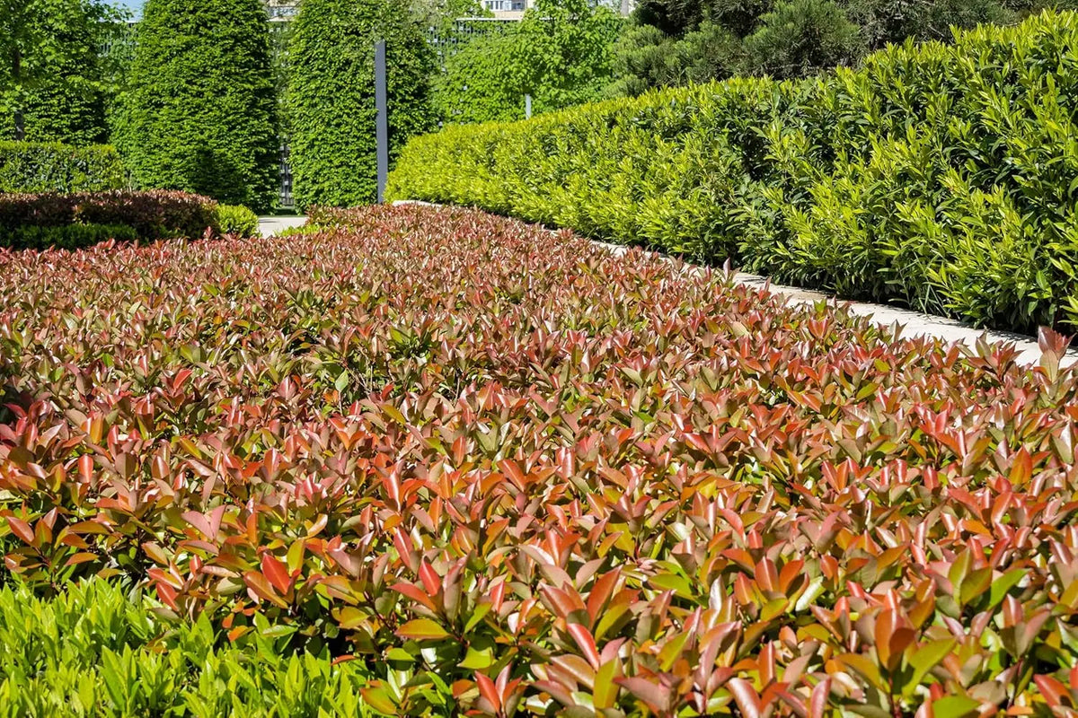 Photinia fraseri 'Little Red Robin', kleines Rotlaub-Gehölz, Stauden Gänge, mit grünen und roten Blättern, im Garten.
