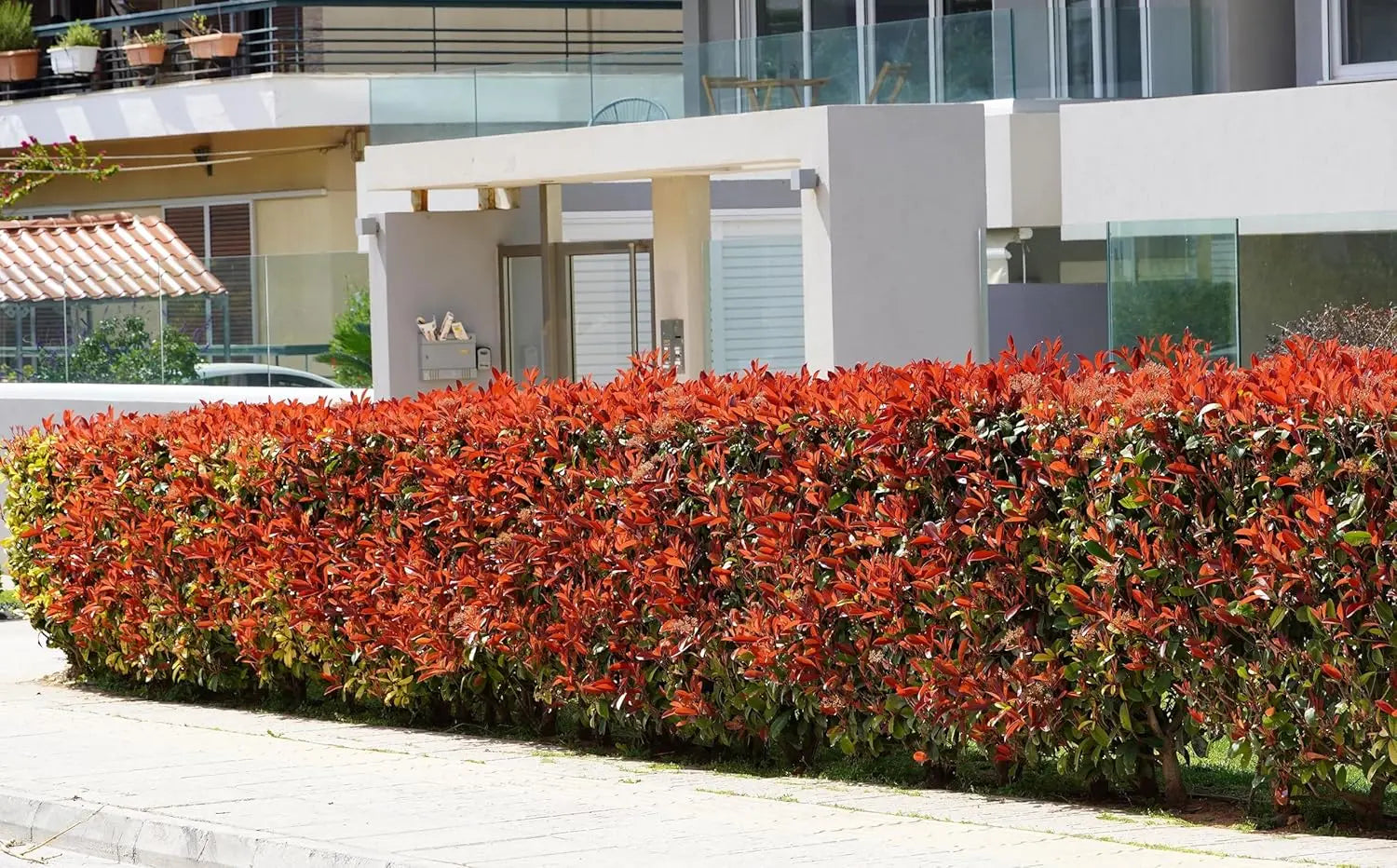 Photinia fraseri 'Red Robin' Gehölz mit roten Blättern, bekannt als Rote Glanzmispel, von Stauden Gänge.