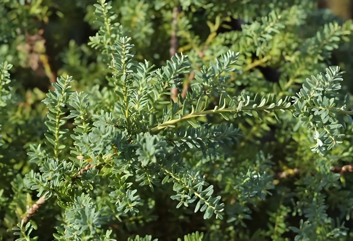 Podocarpus lawrencei 'Blue Gem' Blaues Gehölz, immergrüne Steineibe mit blauen Nadeln, von Stauden Gänge.