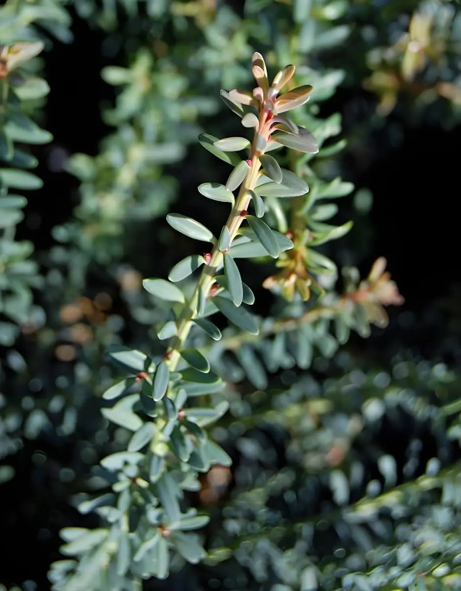 Podocarpus lawrencei 'Blue Gem', Blaue Steineibe, als Gehölz, mit grünen Nadeln und blauer Tönung, von Stauden Gänge.