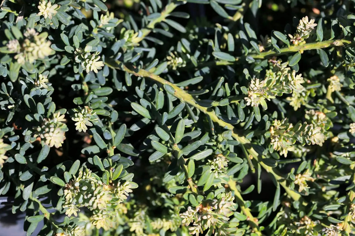 Podocarpus lawrencei 'Blue Gem', Blaue Steineibe, lebendiges Gehölz mit blauen Nadeln, von Stauden Gänge.