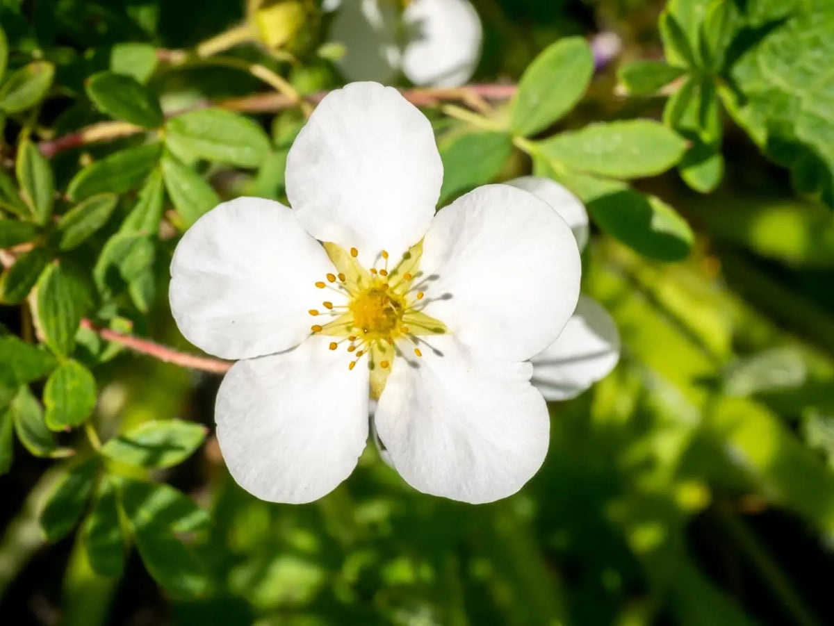 Potentilla fruticosa 'Abbotswood', weißer Fingerstrauch, blühendes Gehölz mit weißen Blüten, Stauden Gänge.