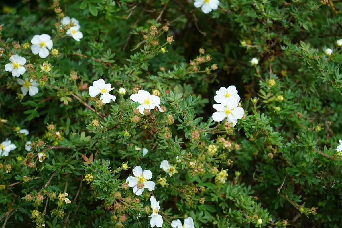 Stauden Gänge Potentilla fruticosa 'Abbotswood', weißer Fingerstrauch, blühendes Gehölz, frische grüne Blätter, Gartenpflanze