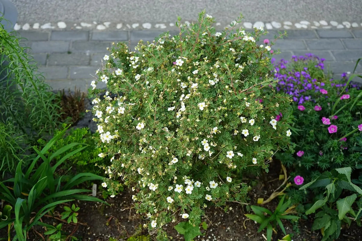 Weiße Potentilla fruticosa 'Abbotswood', blühendes Gehölz, mit grünen Blättern und weißen Blüten, Stauden Gänge.