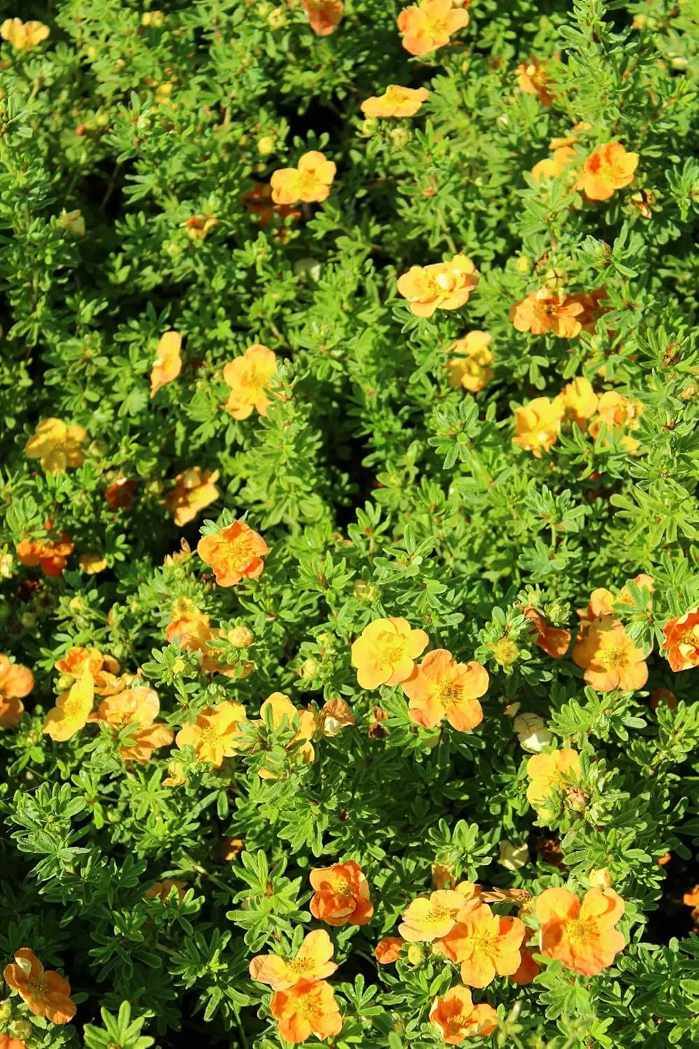 Gehölz Potentilla fruticosa 'Hopleys Orange' mit orangefarbenen Blüten, Stauden Gänge, Gartenpflanze im Bild