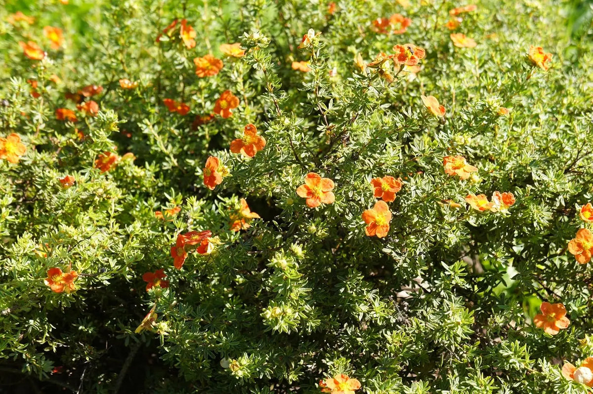 Gehölz Potentilla fruticosa 'Hopleys Orange' mit orangefarbenen Blüten, Strauch, Stauden Gänge, Nahaufnahme